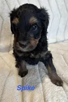 Spike, a male Miniature Bernedoodle for sale in Harding, PA – Photo 1 of 4