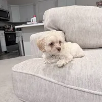 Milo, a male Maltipoo for sale in Bremerton, WA – Photo 8 of 9