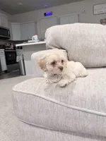 Milo, a male Maltipoo for sale in Bremerton, WA – Photo 8 of 10