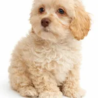 Milo, a male Maltipoo for sale in Bremerton, WA – Photo 2 of 9