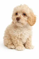 Milo, a male Maltipoo for sale in Bremerton, WA – Photo 4 of 10