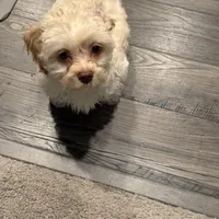 Milo, a male Maltipoo for sale in Bremerton, WA – Photo 5 of 9