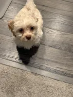 Milo, a male Maltipoo for sale in Bremerton, WA – Photo 3 of 10