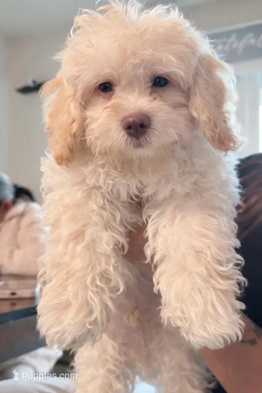 Milo – Maltipoo puppy for sale in Bremerton, WA