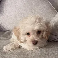 Milo, a male Maltipoo for sale in Bremerton, WA – Photo 7 of 9