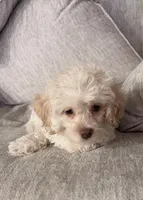 Milo, a male Maltipoo for sale in Bremerton, WA – Photo 9 of 10