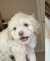 Milo, a male Maltipoo for sale in Bremerton, WA – Photo 6 of 10