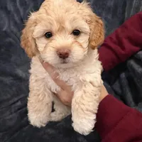 Milo, a male Maltipoo for sale in Bremerton, WA – Photo 6 of 9