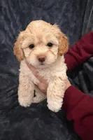 Milo, a male Maltipoo for sale in Bremerton, WA – Photo 7 of 10