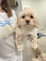 Milo, a male Maltipoo for sale in Bremerton, WA – Photo 1 of 10