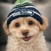 Milo, a male Maltipoo for sale in Bremerton, WA – Photo 4 of 9