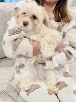 Milo, a male Maltipoo for sale in Bremerton, WA – Photo 9 of 9