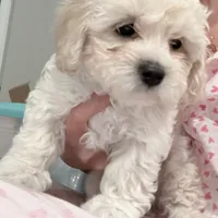 Mike, a male Maltipoo for sale in Bremerton, WA – Photo 5 of 6