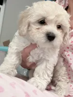 Mike, a male Maltipoo for sale in Bremerton, WA – Photo 5 of 6