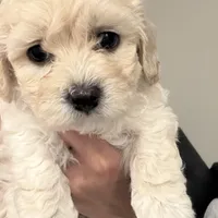 Mike, a male Maltipoo for sale in Bremerton, WA – Photo 4 of 6