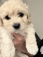 Mike, a male Maltipoo for sale in Bremerton, WA – Photo 4 of 6