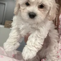 Mike, a male Maltipoo for sale in Bremerton, WA – Photo 1 of 6