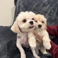 Mike, a male Maltipoo for sale in Bremerton, WA – Photo 2 of 6