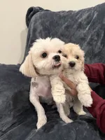 Mike, a male Maltipoo for sale in Bremerton, WA – Photo 2 of 6