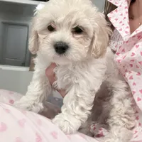 Mike, a male Maltipoo for sale in Bremerton, WA – Photo 6 of 6