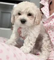 Mike, a male Maltipoo for sale in Bremerton, WA – Photo 6 of 6