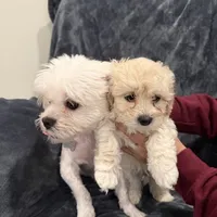 Mike, a male Maltipoo for sale in Bremerton, WA – Photo 3 of 6