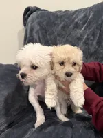 Mike, a male Maltipoo for sale in Bremerton, WA – Photo 3 of 6