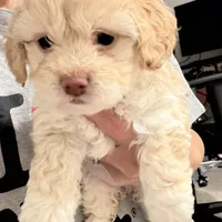 Millie, a female Maltipoo for sale in Bremerton, WA – Photo 3 of 6