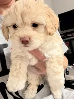 Millie, a female Maltipoo for sale in Bremerton, WA – Photo 3 of 6