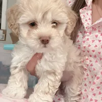Millie, a female Maltipoo for sale in Bremerton, WA – Photo 1 of 6
