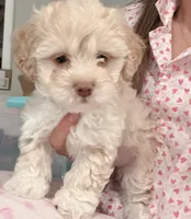 Millie, a female Maltipoo for sale in Bremerton, WA – Photo 1 of 6