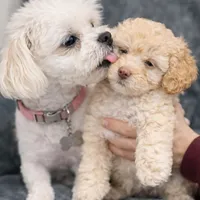 Millie, a female Maltipoo for sale in Bremerton, WA – Photo 4 of 6