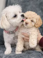 Millie, a female Maltipoo for sale in Bremerton, WA – Photo 4 of 6