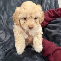 Millie, a female Maltipoo for sale in Bremerton, WA – Photo 2 of 6