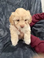Millie, a female Maltipoo for sale in Bremerton, WA – Photo 2 of 6