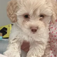 Millie, a female Maltipoo for sale in Bremerton, WA – Photo 5 of 6