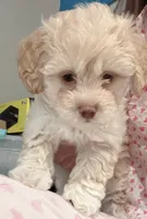 Millie, a female Maltipoo for sale in Bremerton, WA – Photo 5 of 6