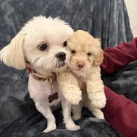 Millie, a female Maltipoo for sale in Bremerton, WA – Photo 6 of 6