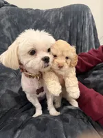 Millie, a female Maltipoo for sale in Bremerton, WA – Photo 6 of 6