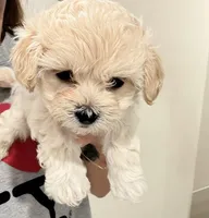 processed/27f73e2e-4e96-4515-9c48-90f627771f79/listing/f9139b18-dcad-48cb-8ce7-debbfd0fbb49/6b93e206-6437-412b-83d2-b94462855ad4