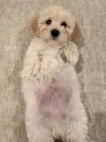 processed/27f73e2e-4e96-4515-9c48-90f627771f79/listing/f9139b18-dcad-48cb-8ce7-debbfd0fbb49/806182e2-73e7-4d21-89ee-f150f437ce46