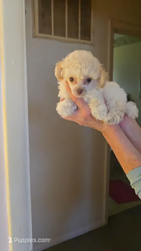 Moji – Poodle - Toy  puppy for sale in Loveland, OH