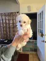 Moji, a male Poodle - Toy  for sale in Loveland, OH – Photo 8 of 8