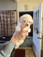 Moji, a male Poodle - Toy  for sale in Loveland, OH – Photo 4 of 8