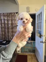 Moji, a male Poodle - Toy  for sale in Loveland, OH – Photo 3 of 8