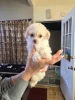 Moji, a male Poodle - Toy  for sale in Loveland, OH – Photo 2 of 8