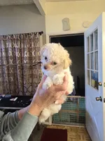 Moji, a male Poodle - Toy  for sale in Loveland, OH – Photo 7 of 8
