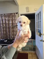 Moji, a male Poodle - Toy  for sale in Loveland, OH – Photo 5 of 8