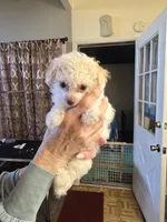 Moji, a male Poodle - Toy  for sale in Loveland, OH – Photo 6 of 8