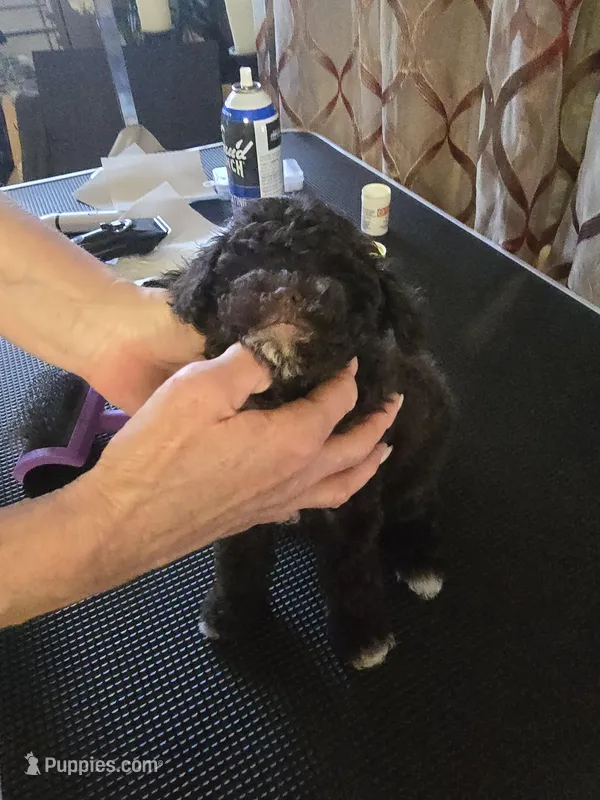 Zeke – Poodle - Toy  puppy for sale in Loveland, OH